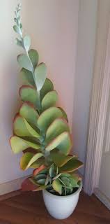 Kalanchoe Just Came In For The Winter Bucks County Pa Succulents Cool Plants Plants