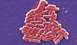 Image result for Shigella