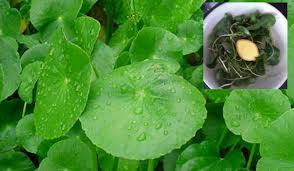 Pegaga atau nama saintifiknya centella asiatica dari famili apiaceae/umbelliferae adalah sejenis ulam yang bukan sekadar memiliki kebaikan dari segi. Jus Pegaga Halia Biasakan Minum Untuk Kulit Glowing Rambut Sihat Keluarga