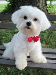 Maltese Haircut Styles Natural Hairstyles Haircuts 2015 35 Cutest Maltese Haircuts For Your Little Puppy Hairstylec In 2020 Maltese Puppy Maltese Haircut Maltese Dogs