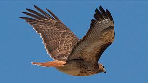 The hawks have michigan's only proven pathway to college soccer. Red Tailed Hawk Desertusa