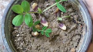 Maybe you would like to learn more about one of these? How To Grow Peanut Plant Youtube