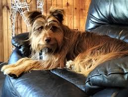 Does dad make biscuits for breakfast?