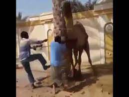 'you've given the three extra work ever since monday morning, all on account of your 'scruciating idleness,' said the djinn; Camel Throws A Man In The Air Youtube