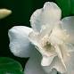 Ayurveda: Discovering the Wisdom of Self Healing