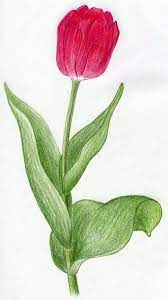 Drawing Of A Tulip Flower Drawing Watercolor Flowers Paintings Drawings