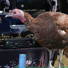 The dessert, stuffing, and every other side that you love all into one game that steals the show. Nfl Schedule 2014 Philadelphia Eagles To Face Dallas Cowboys On Thanksgiving Day Bleeding Green Nation