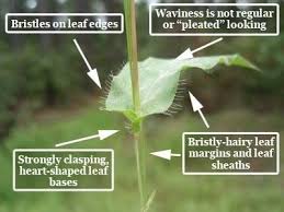 Image result for Arthraxon