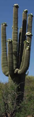 Although they are most commonly associated with the desert states of the u.s. Large Cactus Plant With Flowering Tips Long Tall Vertical Pins Cactus Plants Cactus Large Cactus Plant