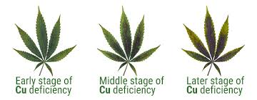 28 Valid Copper Deficiency Weed