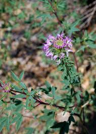 It was incorporated as the colorado state beekeepers' association in 1888 and is affiliated with the american beekeeping federation. July Rocky Mountain Beeplant Cleome Serrulata Santa Fe Botanical Garden