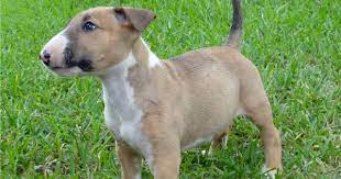 Ginger Is A Female Bull Terrier Puppy For Sale Near Houston Texas Born On 7 8 2016 And P Bull Terrier For Sale English Bull Terrier Puppy Bull Terrier Puppy
