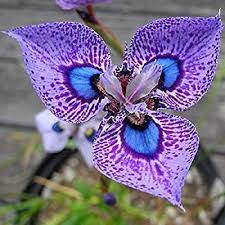 Amazon Com Hoo Products 200pcs Phalaenopsis Orchid Flowers Seed Bonsai Pot Seeds Senior Ornamental Home Garden Strange Flowers Unusual Flowers Orchid Flower