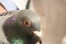 The most common kind of bird flu is the h5n1 strain. Dead Pigeons A Nightmare For Every Pigeon Fancier Belgica De Weerd
