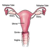 Ovarian cancer can occur at any age but is most common in women ages 50 to 60 years. Ovarian Cancer Alliance Of Oregon Sw Washington What Is Ovarian Cancer