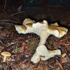 Image result for Dentinum repandum