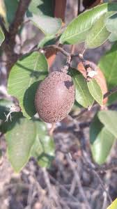 Image result for Parinari