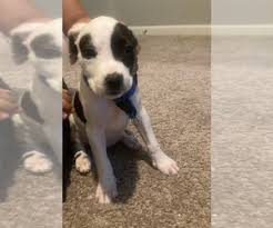 My teacup puppies parents not for sale. Puppies For Sale In Louisiana Usa Page 1 10 Per Page Puppyfinder Com