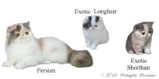 Add to cart quick view. Persian Cats Or Exotic Shorthairs Pelaqita Persians