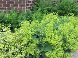 Image result for Alchemilla ellenbeckii