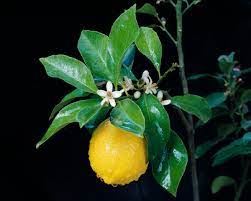 Lemon tree flowers no fruit. Lemon Tree Not Blooming Or Producing Fruit Thriftyfun