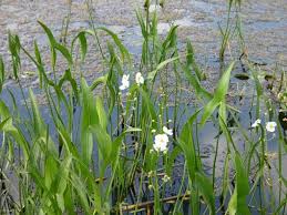 We did not find results for: 10 Wetland Plants Ideas Plants Wetland Flowers Perennials