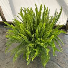 Image result for Nephrolepis