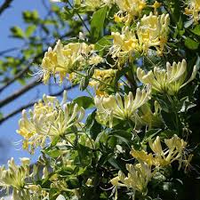 Image result for Lonicera