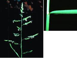 Image result for Leersia oncothrix