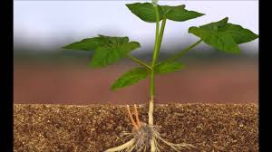 Image result for Alectra vogelii