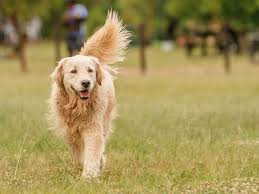 Low maintenance pets include fish, snakes, turtles, and bugs. The Best Dogs For First Time Owners