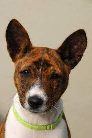 Breeders Basenji Club Of Northern California Basenji Puppy Basenji Dogs Yorkshire Terrier Puppies