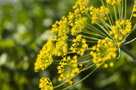 To give you a better idea of. Dill Flower Meaning Uses And Popular Types Petal Republic