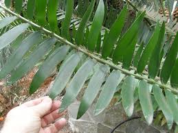 Image result for Encephalartos chimanimaniensis