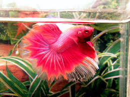Rosantica borsa mini con decorazione pink betta. Looking For A Pink Betta Betta Fish Forum