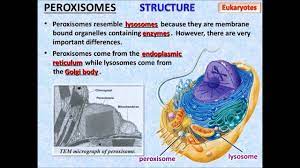 Cell Structure And Function Powerpoint Tangstar Science Cell Structure Structure And Function Biology Resources
