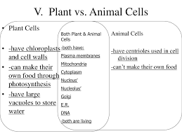 Check spelling or type a new query. Ppt Objectives Differentiate Between Animal And Plant Cells Powerpoint Presentation Id 7098103