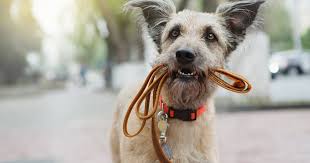 There are 11 pet friendly hotels in las vegas, nm. Most Pet Friendly Cities In The Us According To Wallethub Survey Thrillist