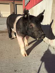 Pin By Maria On Pigssss Large Animals Animals Livestock