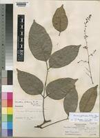 Image result for Sorindeia katangensis