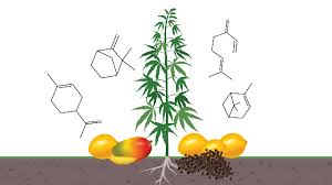 Image result for What Can Terpenes Be Used For?