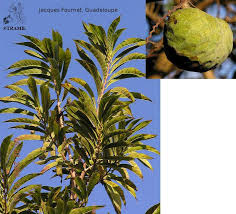 Image result for Annona reticulata