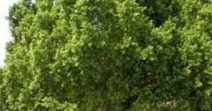 Image result for Atalaya alata