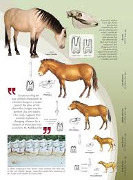 Horse Evolution Evolution Prehistoric Animals Horse Species