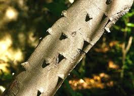 Image result for Faurea discolor