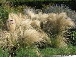 Les bulbes d'ail d'ornement se plantent de septembre à novembre. Cheveux D Ange Stipa Tenuissima Planter Cultiver Multiplier
