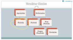 Enzim Biologi Sbmptn Un Sma Pengertian Enzim Youtube