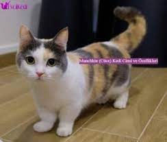 munchkin cuce kedi cinsi ve ozellikleri kedi bengal