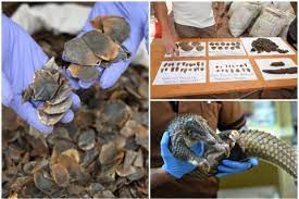 Increasing demand for pangolin parts is driving surging prices. Pangolin Scales Worth A Record 52 Million Seized In Singapore Latest Singapore News The New Paper