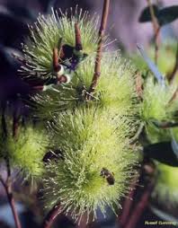 Image result for Stomatostemma monteiroae